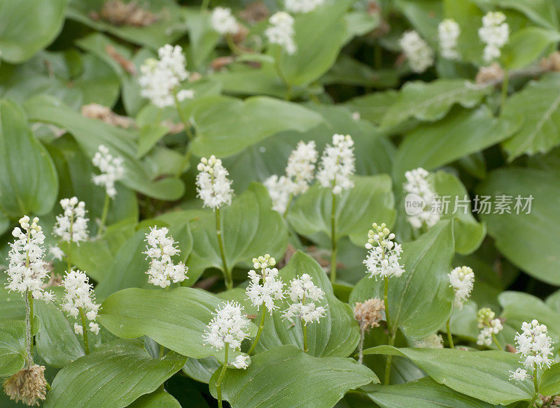 五月百合(Maianthemum bifolium)